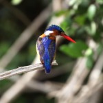 IMG_3431_edited-1