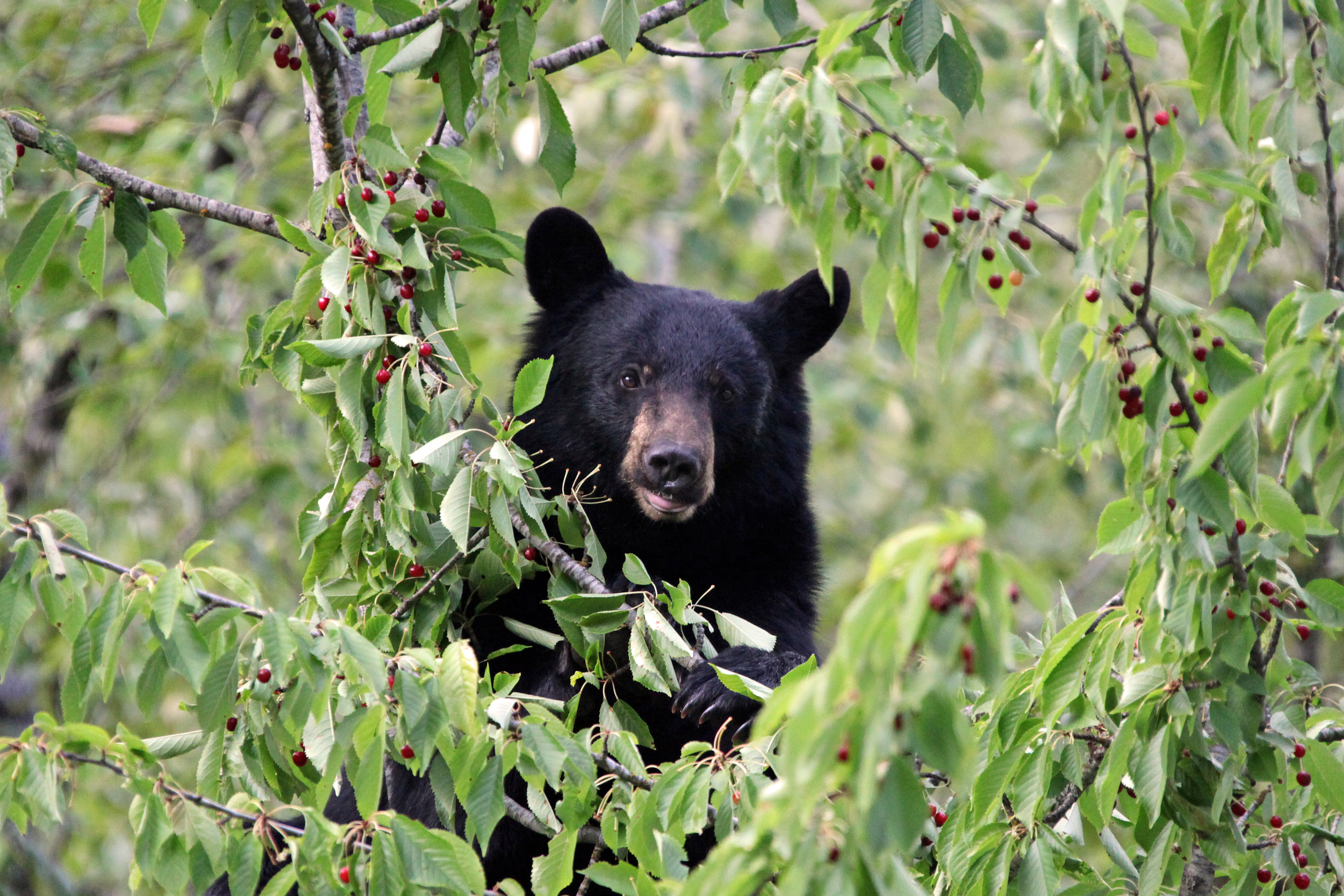 Post's featued image.